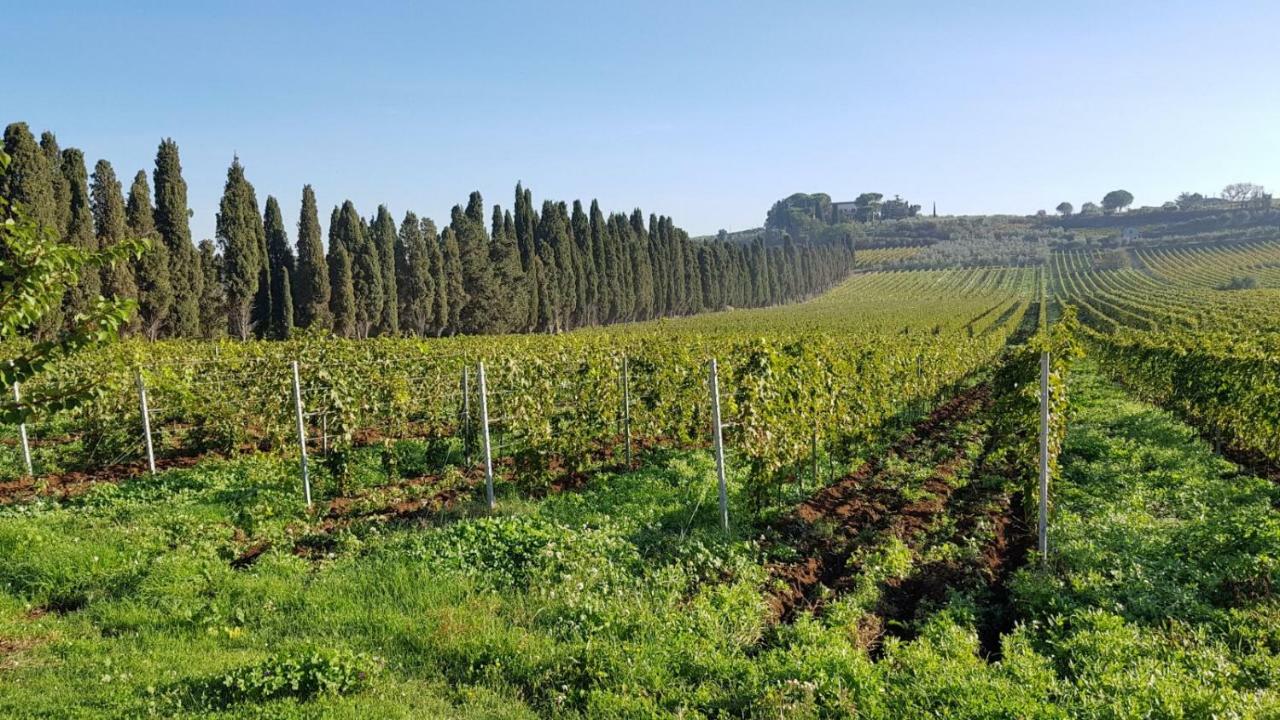 Tenuta Di Pietra Porzia Monte Porzio Catone Extérieur photo